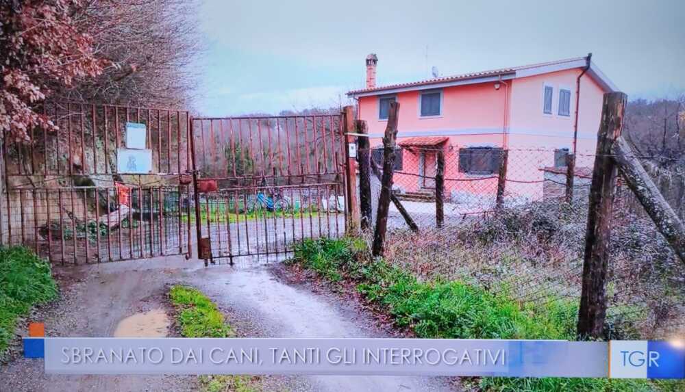 cancello cani rottweiler manziana cancello cani rottweiler manziana