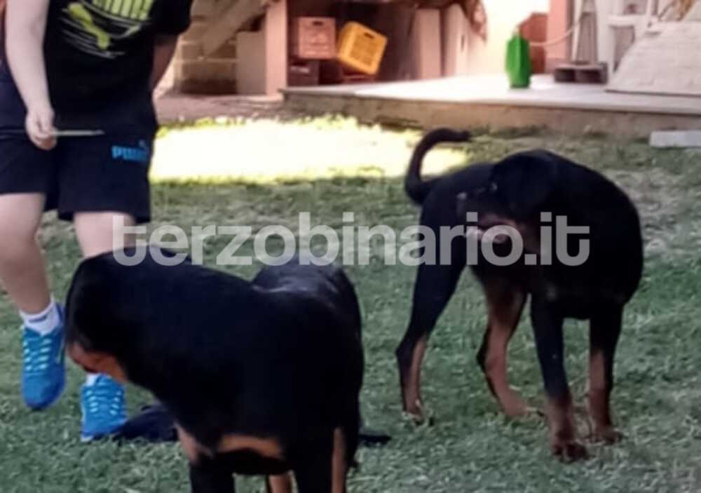 cani rottweiler manziana 1