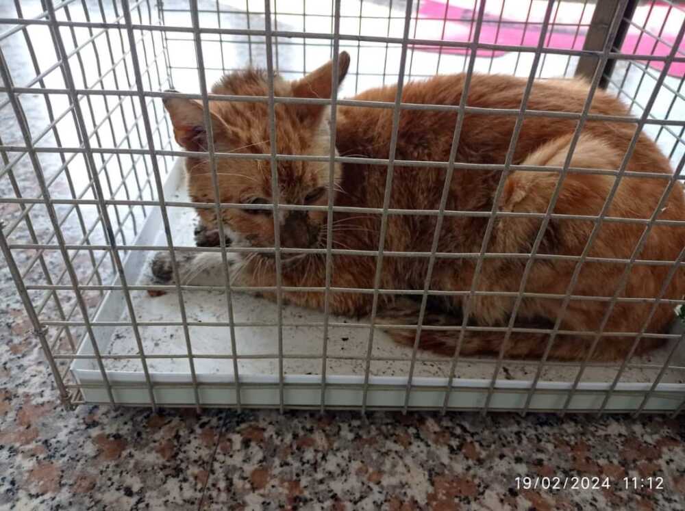 gatto ferito aggredito da un cane a Ladispoli