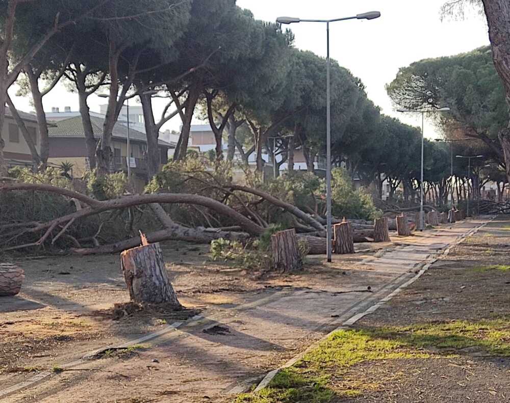 pini abbattuti tarquinia