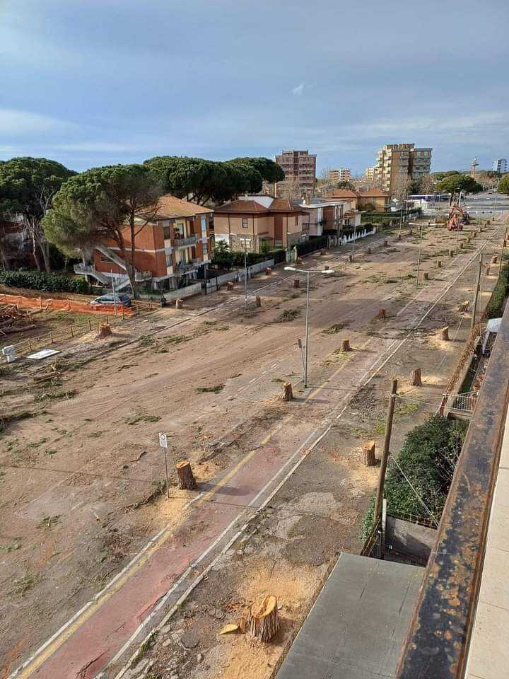 pini alberi tagliati tarquinia lido pini alberi tagliati tarquinia lido