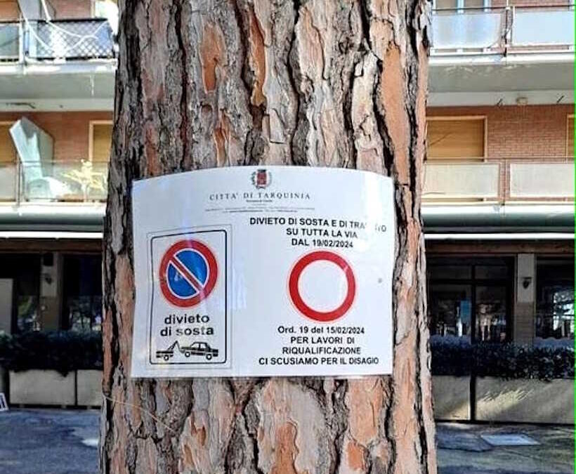Pini di Tarquinia Lido, Sposetti: “Nessun abbattimento indiscriminato, interverremo dove serve”