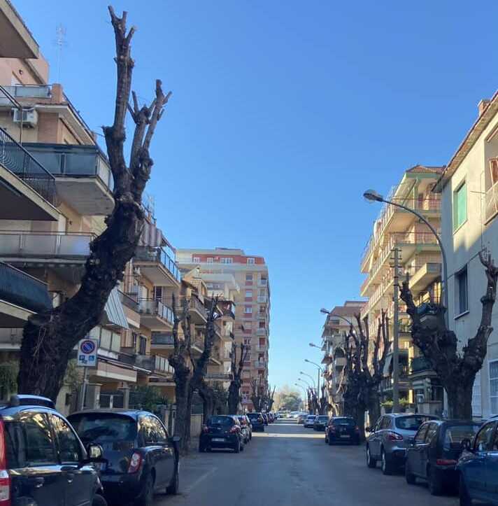 potature capitozzature ladispoli potature capitozzature ladispoli