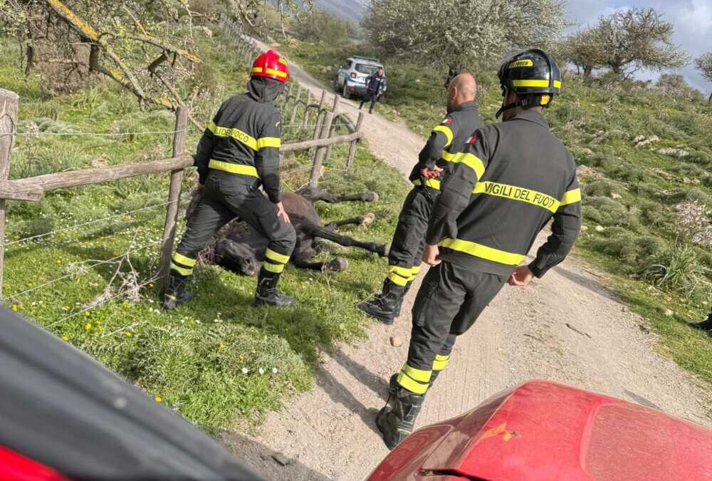 Cavallo impigliato nella recinzione di filo spinato: liberato dai Vigili del fuoco di Civitavecchia