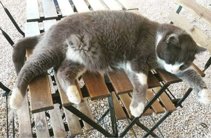 Domenica l’Aperimicio Solidale per la colonia felina del Castello di Santa Severa