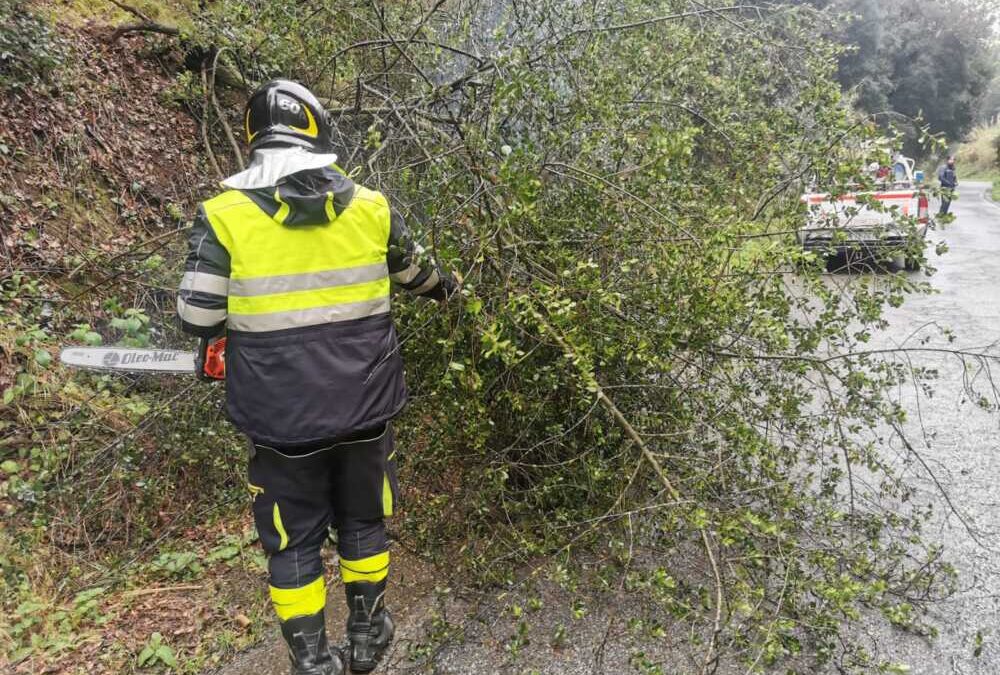 Maltempo a Cerveteri, cade un grosso albero tra via Doganale e via di Ceri
