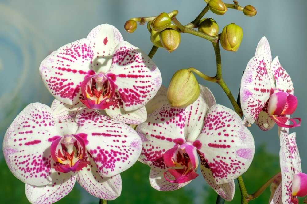 Orchidea-Phalaenopsis