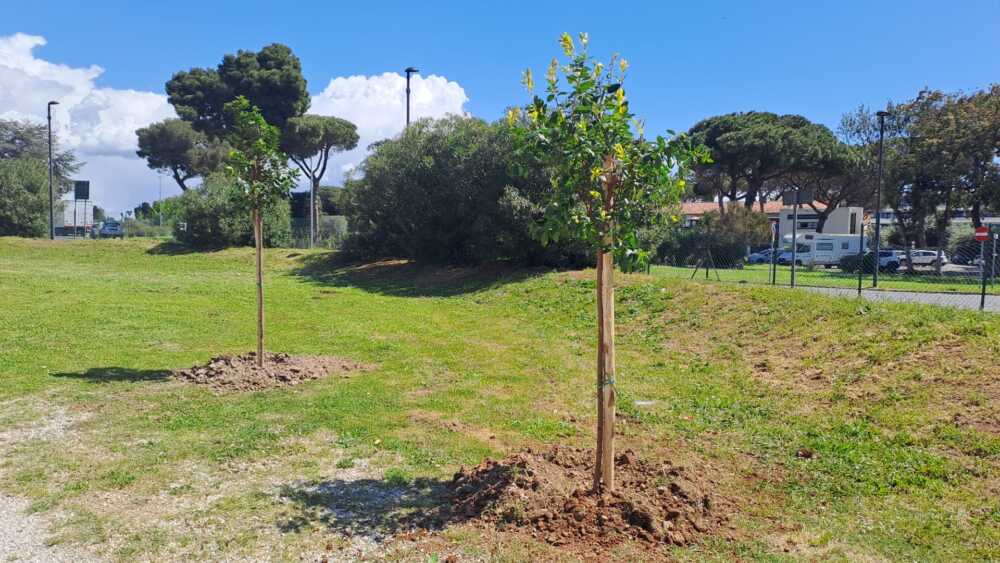 alberature cerveteri parchi pubblici alberature cerveteri parchi pubblici