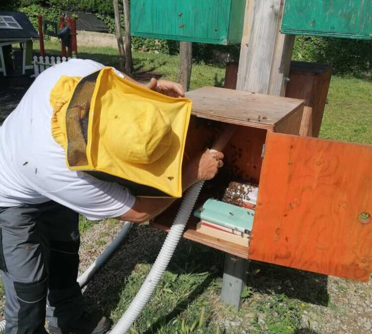 Ape Regina con il suo sciame a Parco Vannini a Cerenova, il recupero della ProCiv