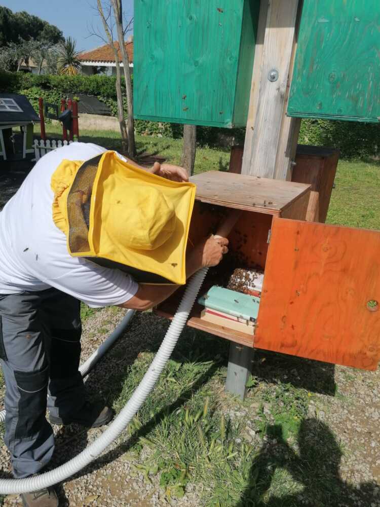 api parco vannini cerenova 2 api parco vannini cerenova 2