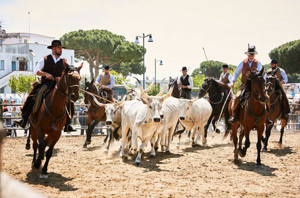 maremmadamare3 maremmadamare3