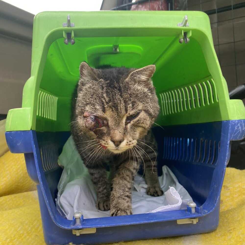 micio investito zoofile cerveteri micio investito zoofile cerveteri