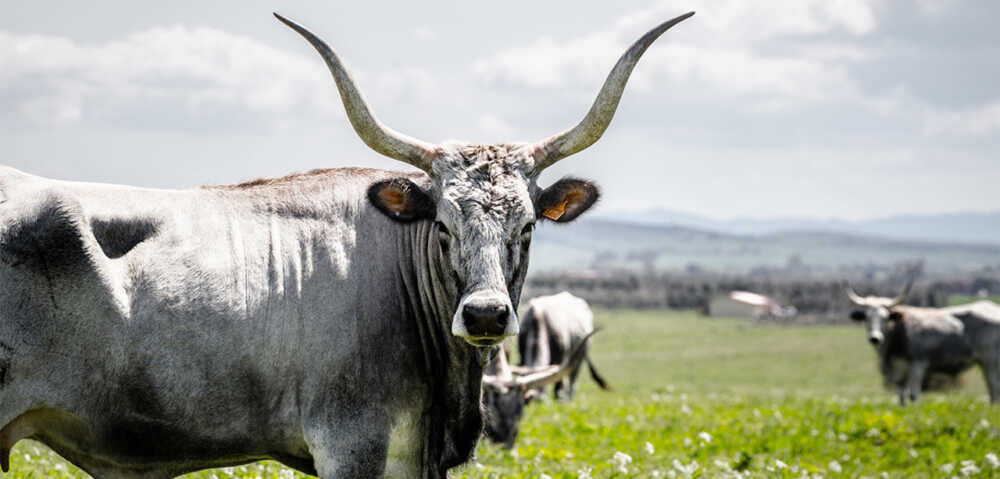 A Manziana arriva la Sagra della Cornuta