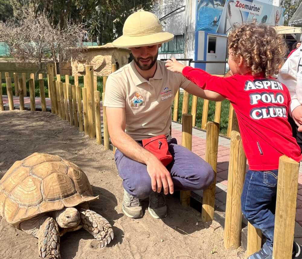 testuggine zoomarine testuggine zoomarine