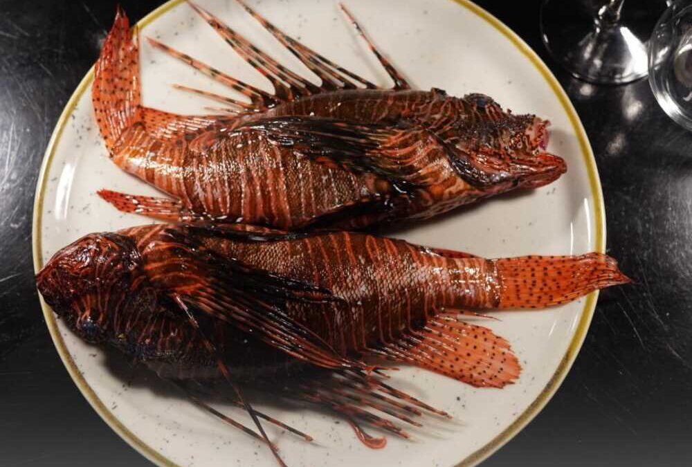Specie aliena a tavola: degustazione del pesce leone a Roma