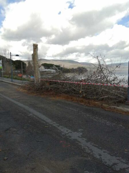 abbattimento alberi bracciano 3
