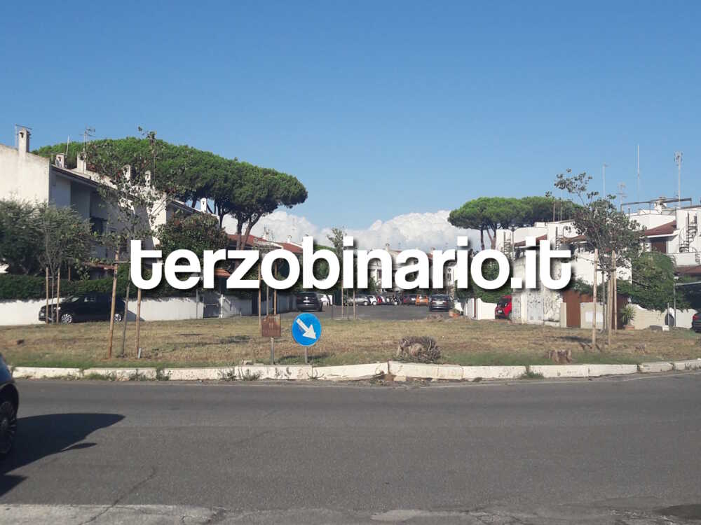 alberi cerenova campo mare rotatoria (444) alberi cerenova campo mare rotatoria (444)