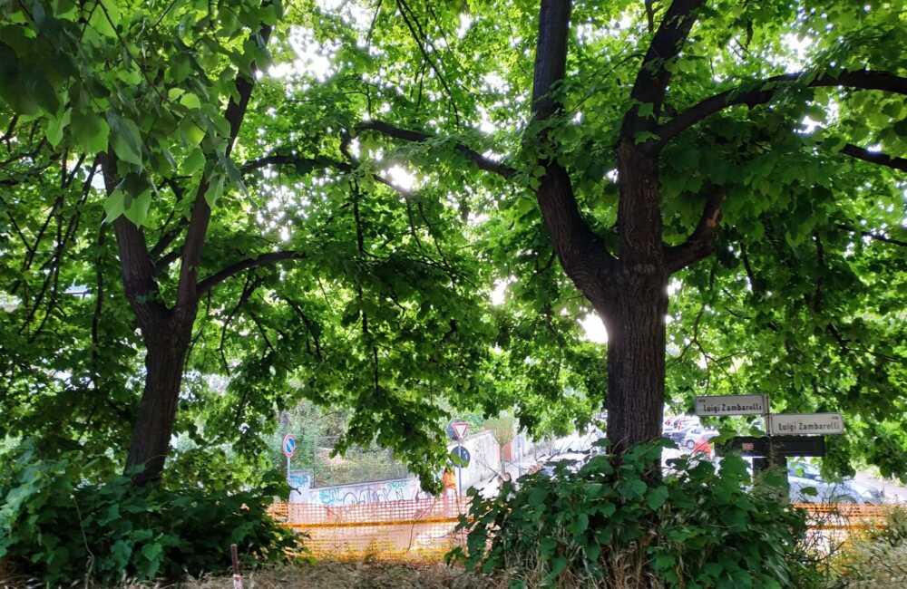 alberi via luigi zambarelli