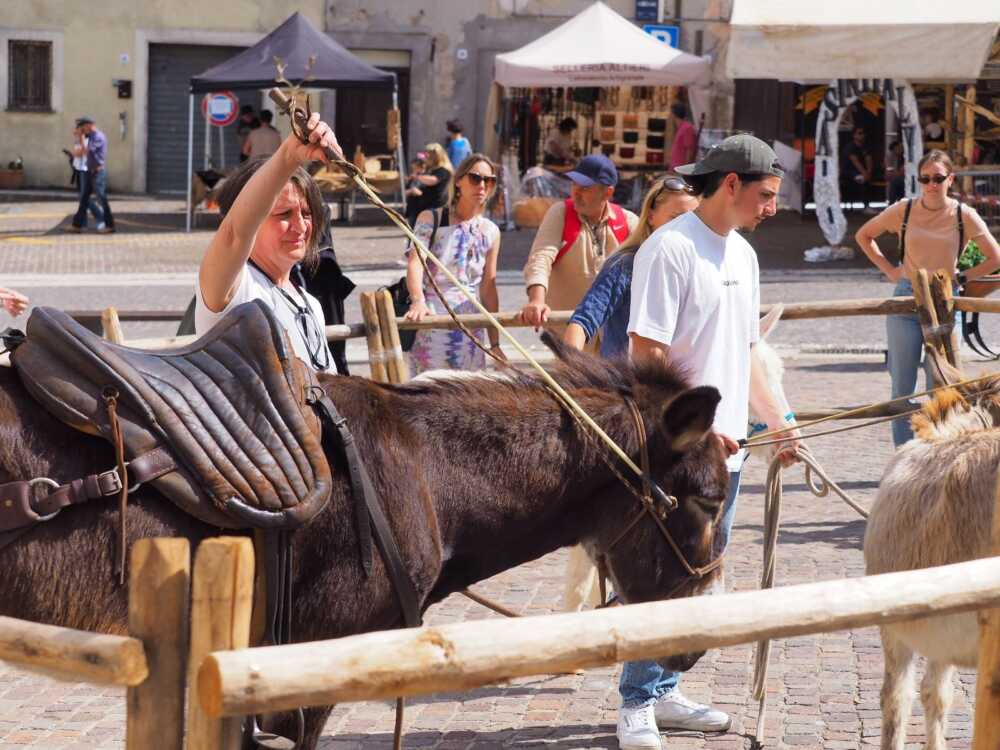 asinitaly allumiere 3 asinitaly allumiere