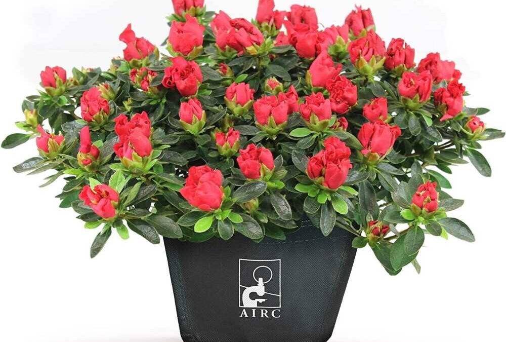 A Cerveteri tornano le azalee di Airc, una pianta meravigliosa per sostenere la ricerca sul cancro