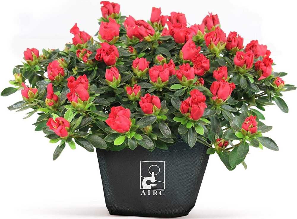 azalea di airc 2024 azalea di airc 2024