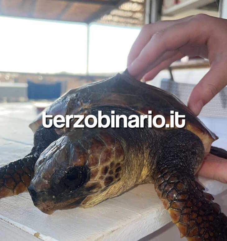 tartaruga caretta caretta montalto 11 tartaruga caretta caretta montalto 11