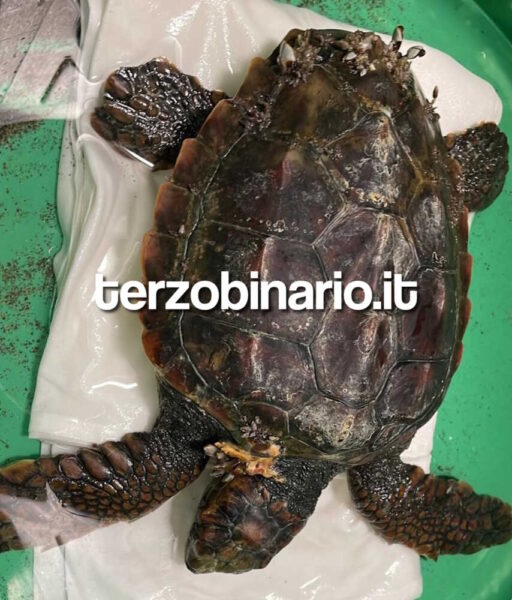 tartaruga caretta caretta montalto 11
