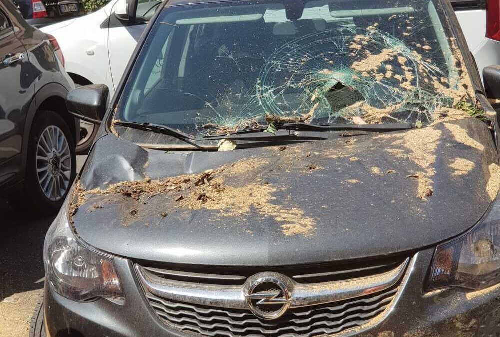 Paura a Tor Marancia: albero crolla su auto in sosta