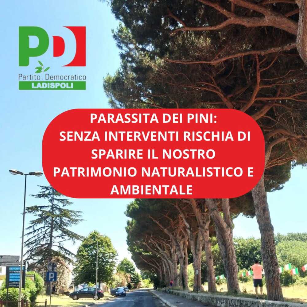 Pd ladispoli cocciniglia tartaruga parassita Pd ladispoli cocciniglia tartaruga parassita