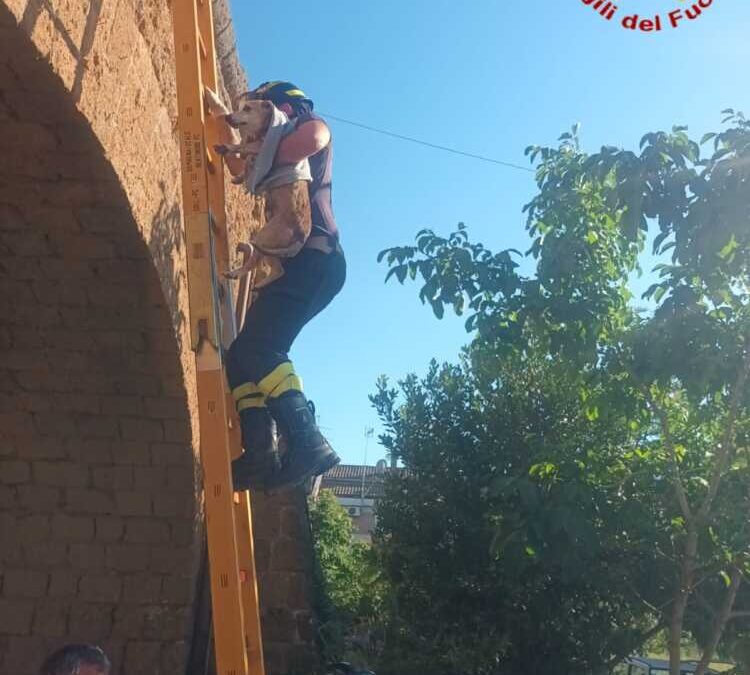 Cagnetto precipita sul balcone sottostante, i pompieri lo salvano a Civitavecchia
