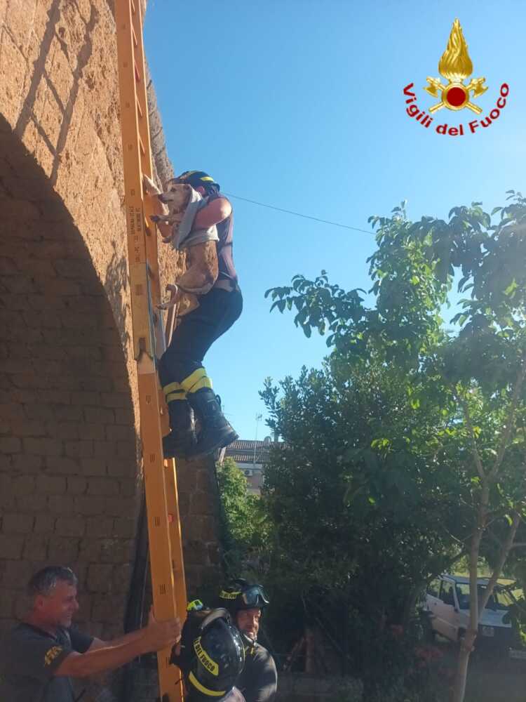 cagnetto salvato aurelia civitavecchia vvf vigili fuoco pompieri (2)