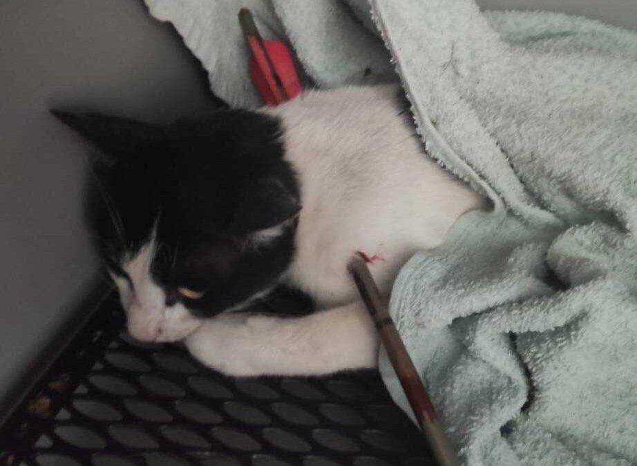 Gatto ferito da una freccia sparata con una balestra