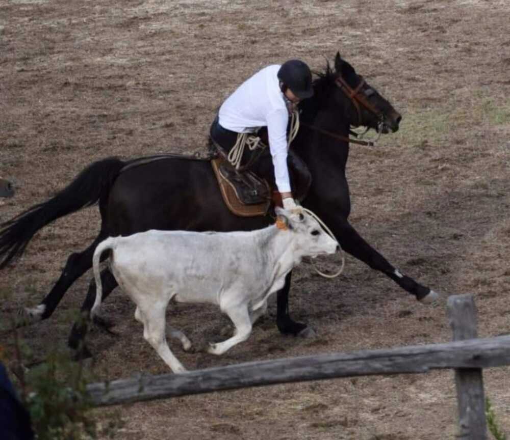 torneo butteri1 presa cattura del vitello torneo dei butteri tolfa