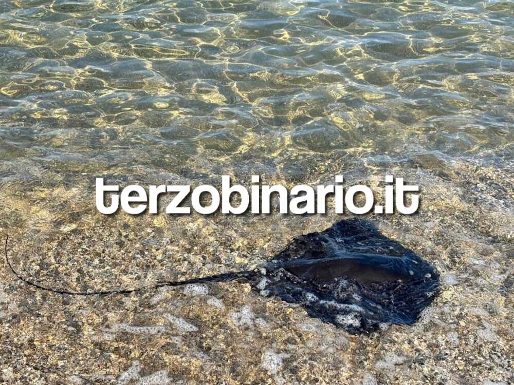 Manta - Razza spiagia Toscana Santa Marinella (11)