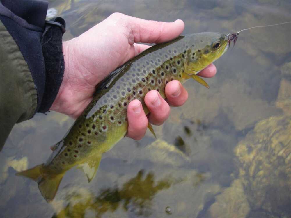 pesca trota pesca trota