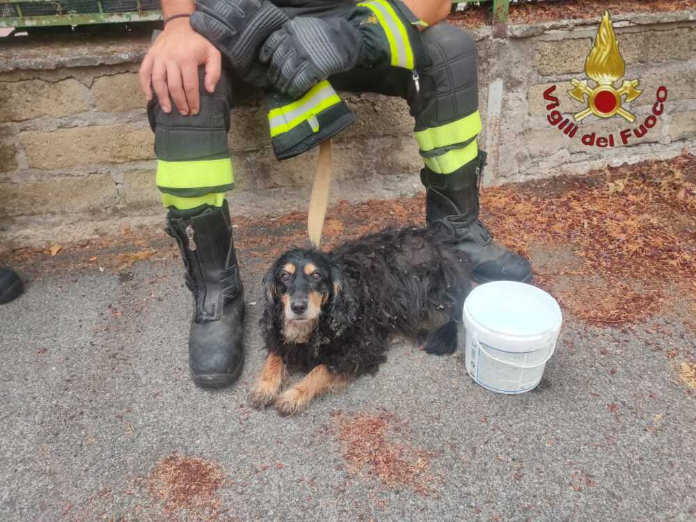 cagnetto randagio vvf vigili fuoco pompieri (1) cagnetto randagio vvf vigili fuoco pompieri (1)