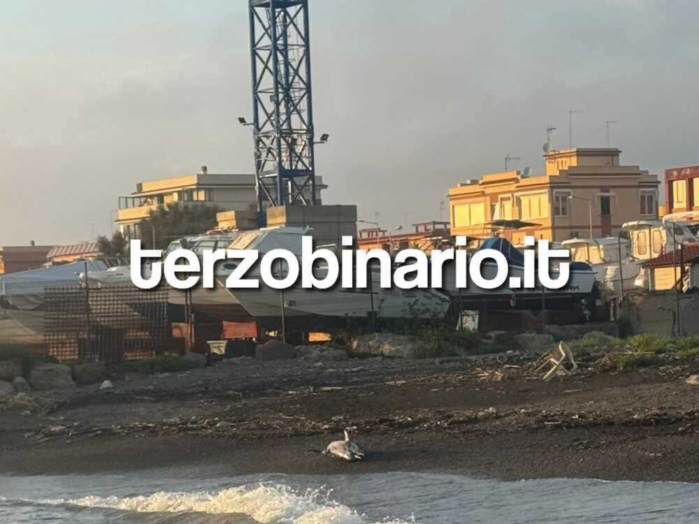 carcassa delfino sanguinara ladispoli (22) carcassa delfino sanguinara ladispoli (22)