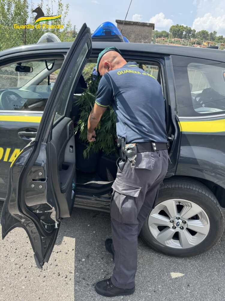finanza tarquinia sequestro piante droga