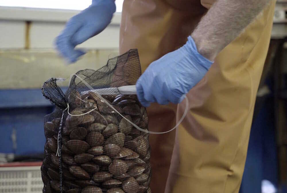 Fermo pesca per dei molluschi nel comparto di Roma, la Capitaneria: “Serve collaborazione”