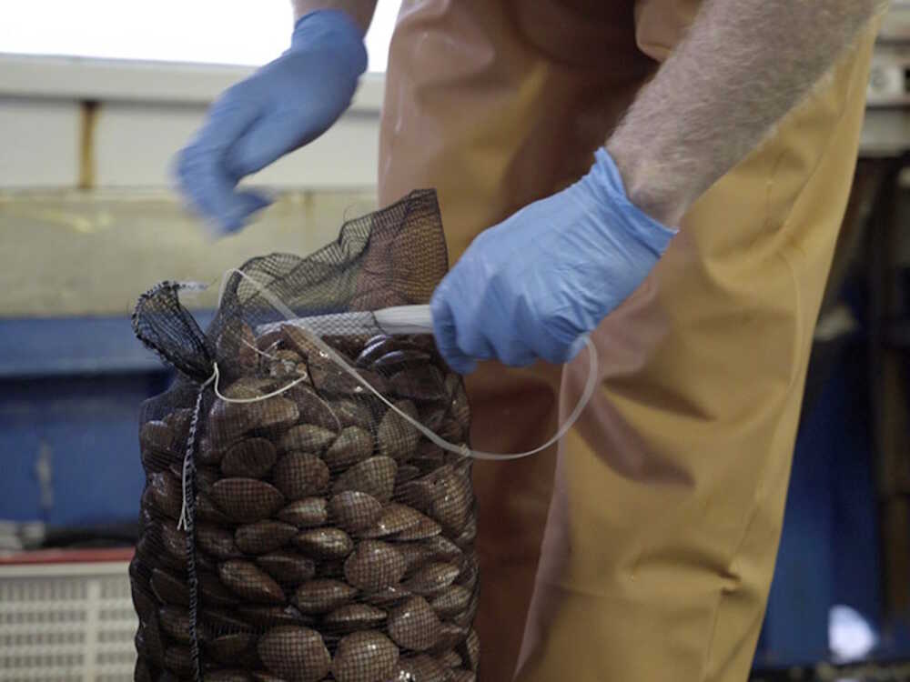 pesca-dei-molluschi-bivalvi pesca-dei-molluschi-bivalvi