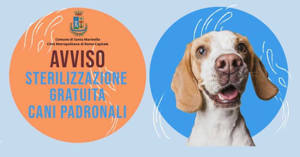 Sterilizzazione cani di proprietà a Santa Marinella, graduatoria aperta fino al 31 ottobre
