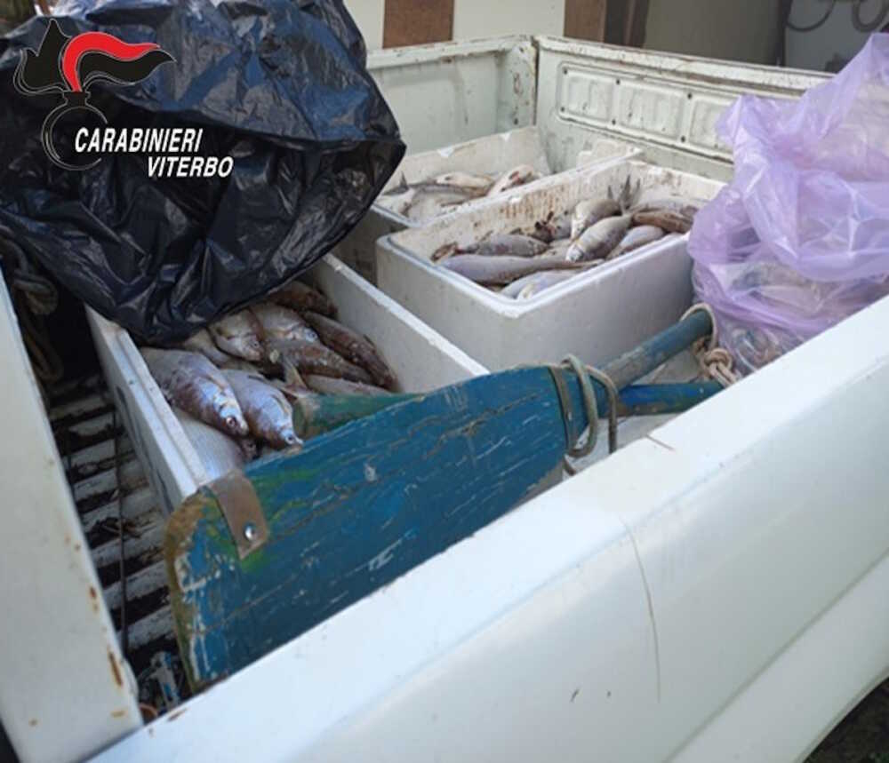 carabinieri viterbo pesce lago (1) carabinieri viterbo pesce lago (1)