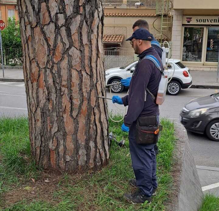 cocciniglia cerveteri alberi multiservizi caerite 1