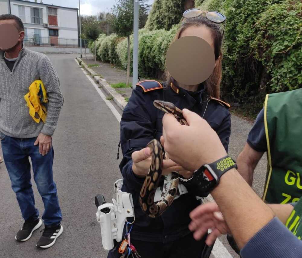 pitone reale ancestrale nogra roma municipale roma capitale 3