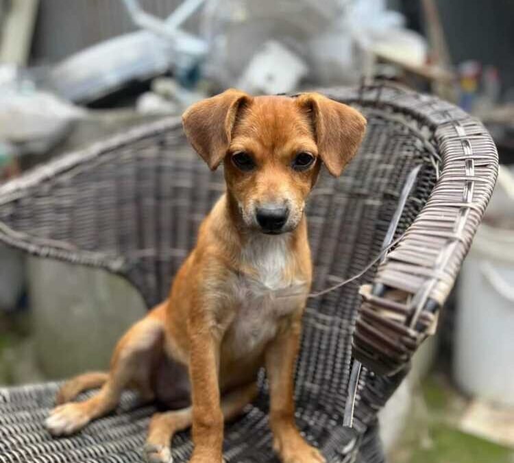 Penelope, Lupin e Lollo: tre cuccioli di taglie diverse e identico bisogno d’amore