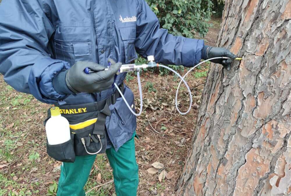 Interventi endoterapici per i pini di Ladispoli