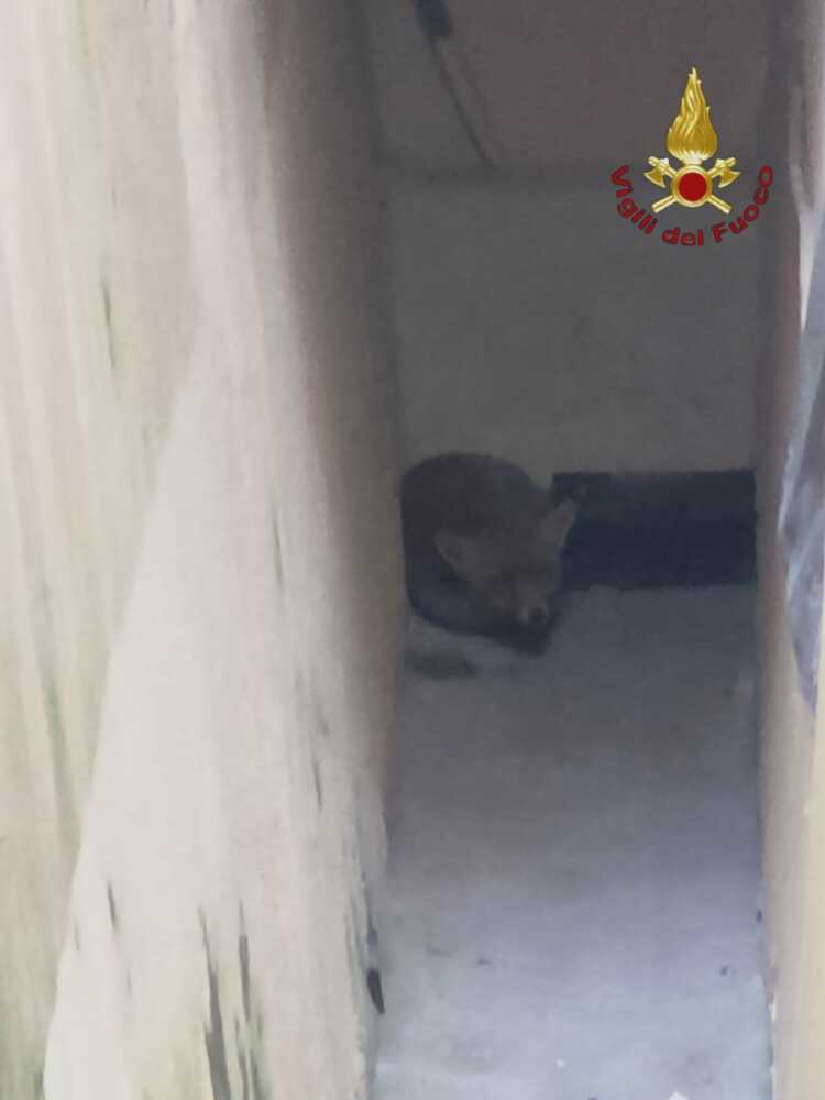 volpe vvf vigili fuoco pompieri (2)