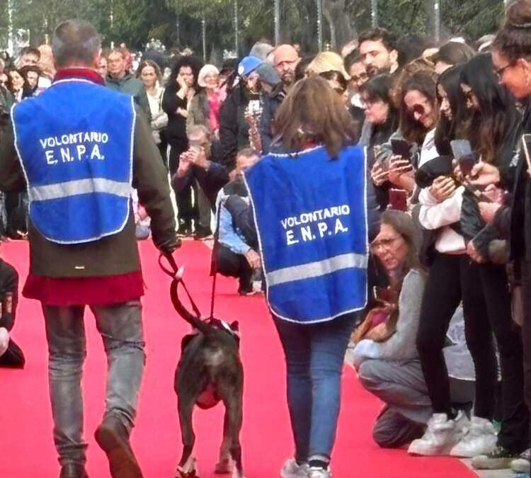 Animali a Roma, sabato al parco Schuster torna “Il canile va in città”