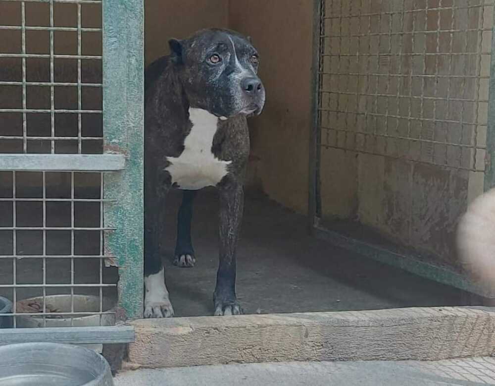 facebook_1730190202085_7256943685366924831