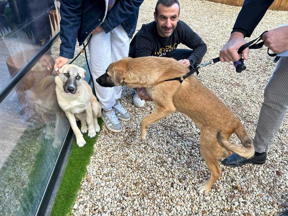 emergenze pelose microchip santa marinella